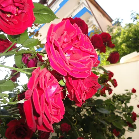 Borko 普里莫尔斯科