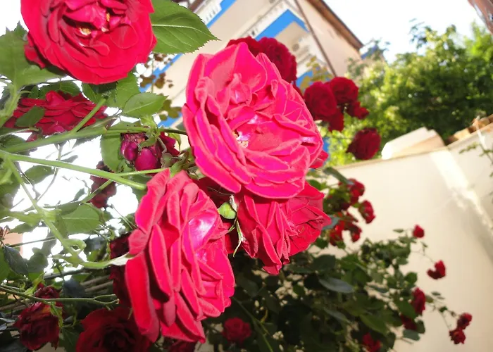 Borko Πριμόρσκο