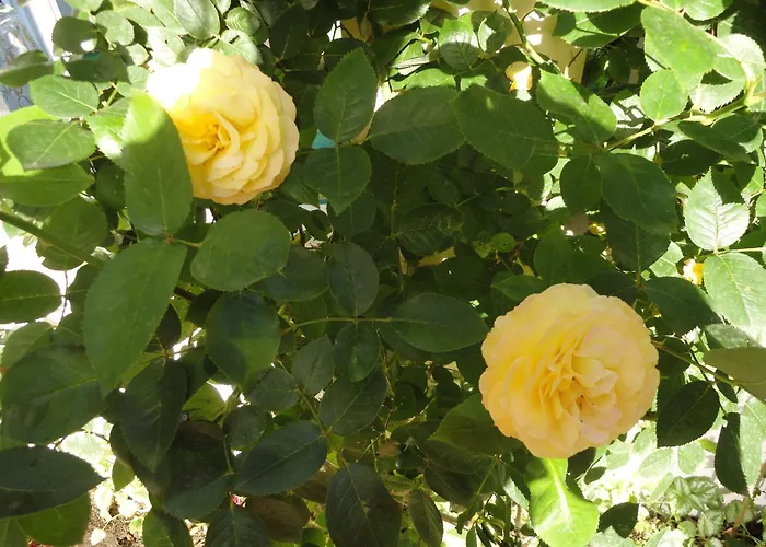 Borko Πανσιόν 2*